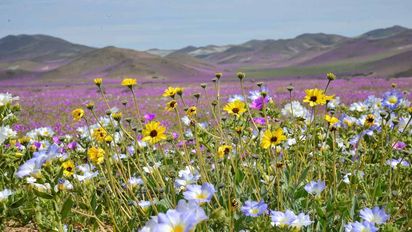 Se parte la experiencia de conocer el Desierto Florido que ocurre cuando lluvias inusuales activan la germinación de más de 200 especies de flores silvestres en la zona más árida del planeta.