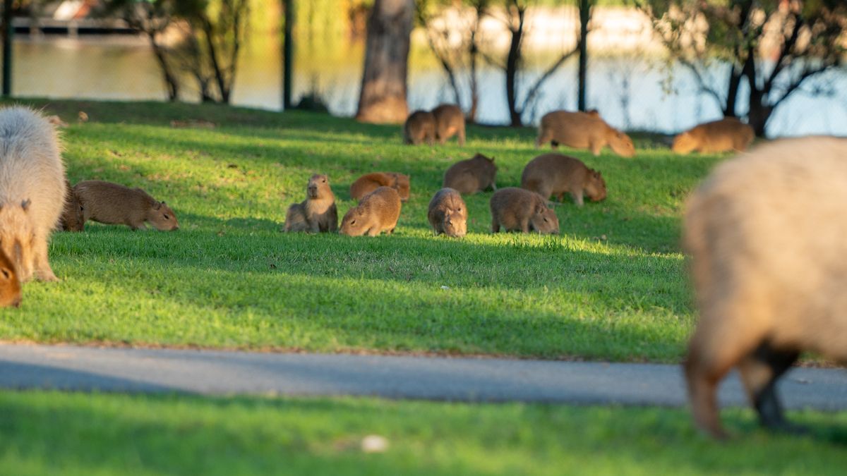 Daniel Scioli busca implementar un programa de relocalización de los roedores, con acuerdo de los vecinos de Nordelta. Conocé la letra chica del plan.