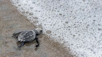 Las tortugas marinas llegan a Panamá.