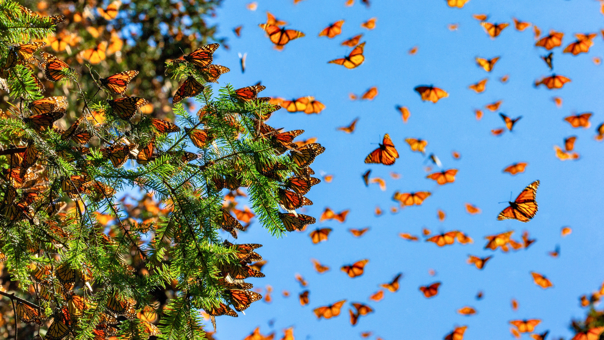 Vive la experiencia de la llegada de mariposas monarcas cerca de Ciudad de México.