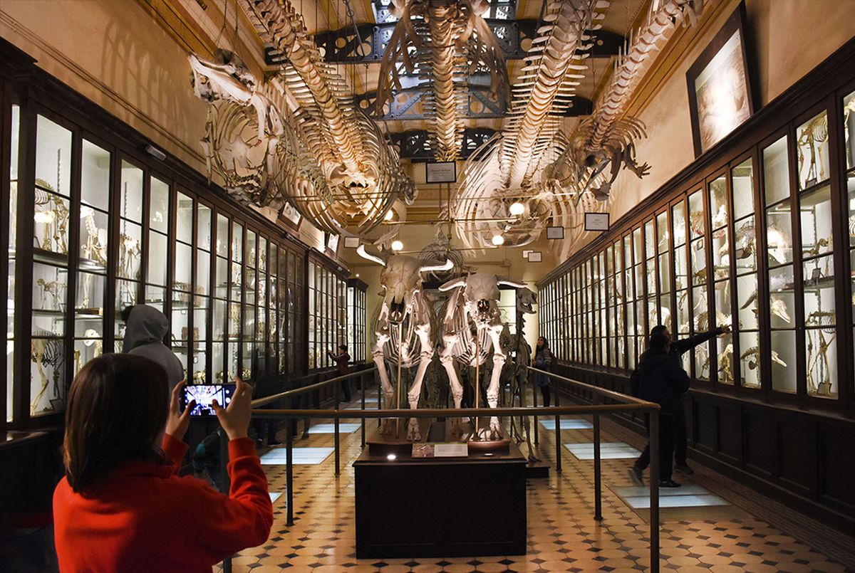 La Plata: el Museo de Ciencias Naturales es uno de lo más impactantes de América y vale la pena hacer un recorrido por sus grandes salas.