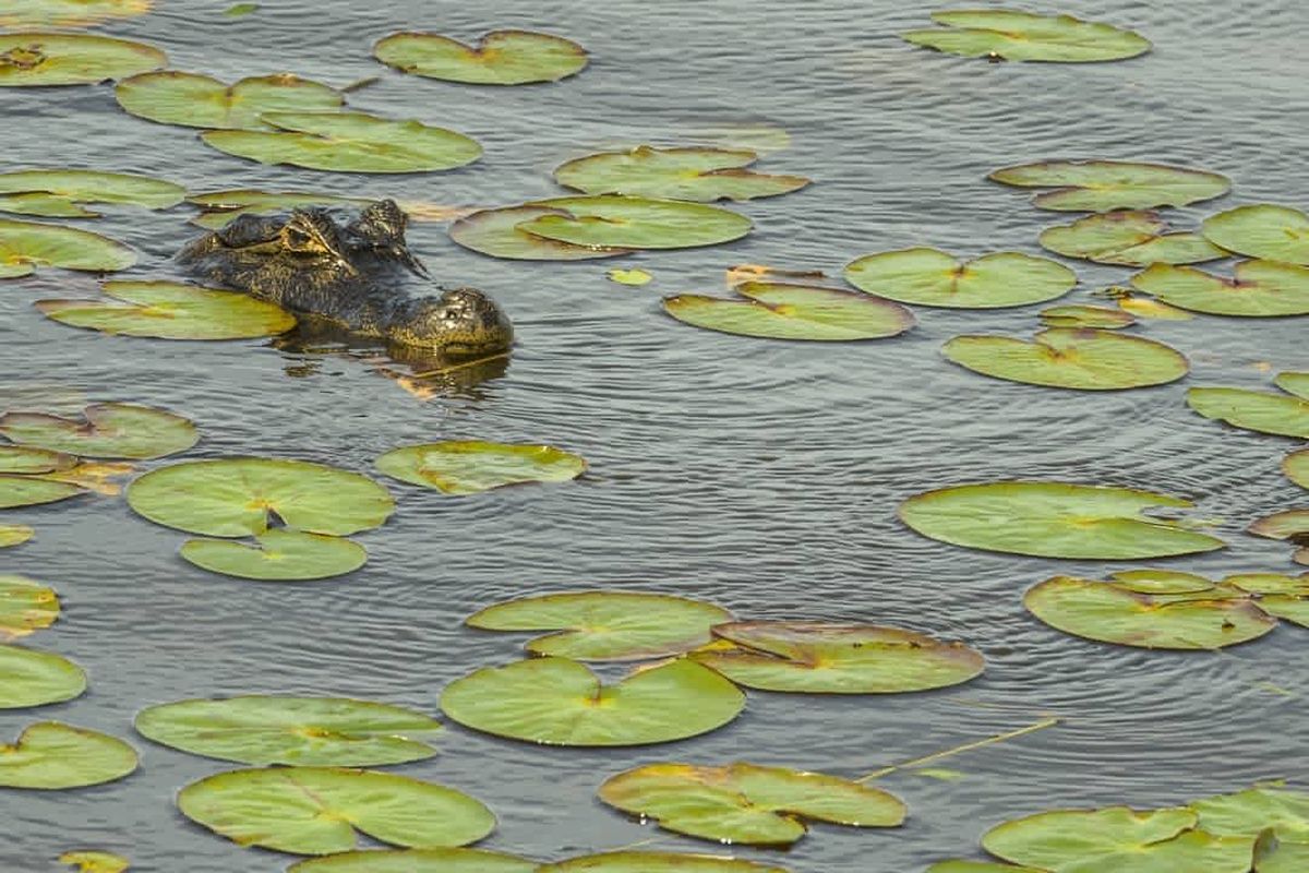 El encuentro con la fauna local es una experiencia única que se vive en este destino de Argentina.