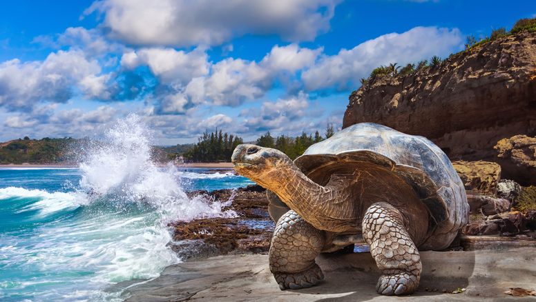Las islas Galápagos son el segundo mejor lugar para visitar en 2025, de acuerdo a The New York Times.