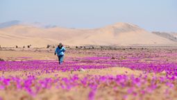 Chile: el Desierto Florido es un viaje que no te puedes perder en la región de Atacama.