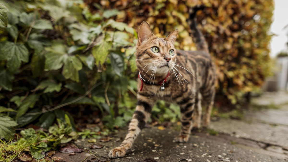Semana Santa con tu mascota empieza con una buena planificación y mucho amor.