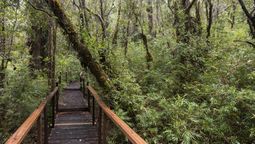 Desde Fedetur acusan que es un daño al turismo que parques como Alerce Cortero estén cerrados durante Fiestas Patrias.  