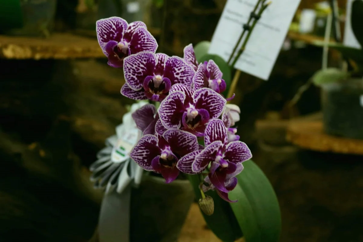 Turismo en Misiones: fotos de una orquídea en la provincia del litoral argentino.