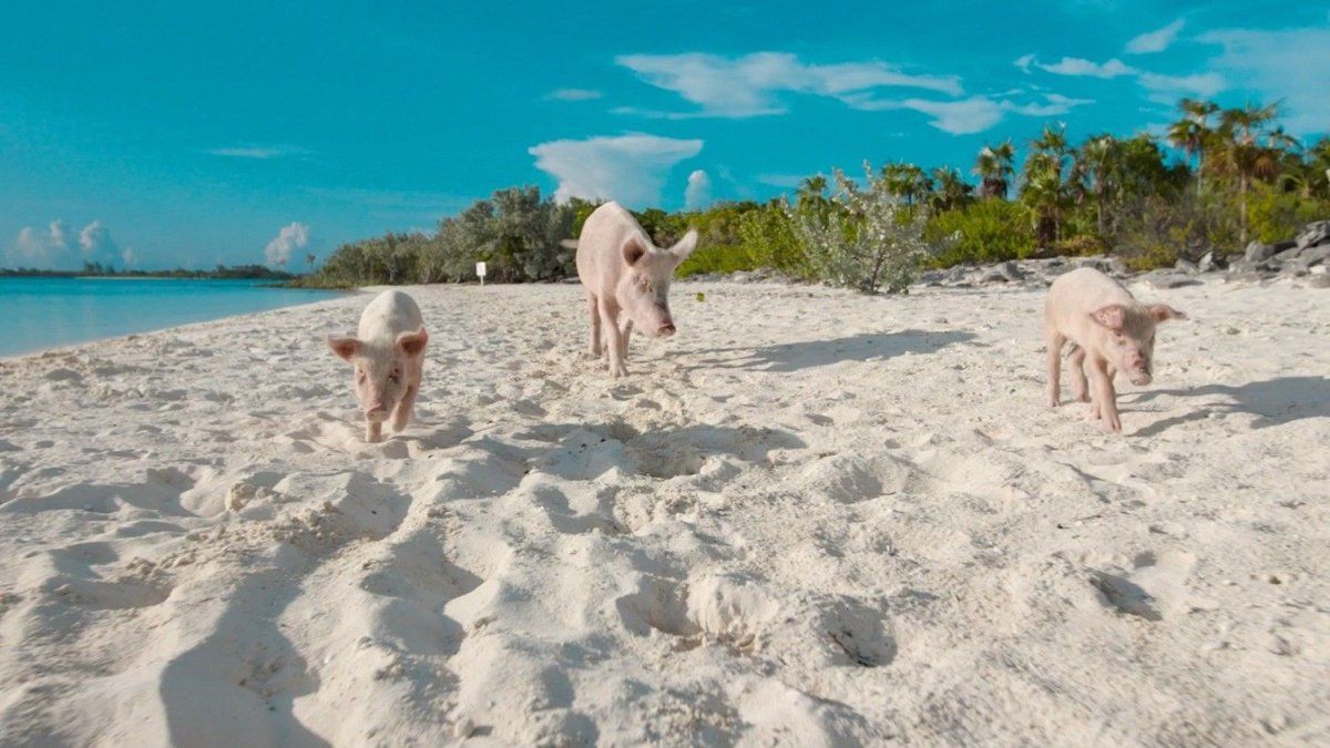 Nadie sabe a ciencia cierta cómo los cerdos llegaron al cayo Big Major.