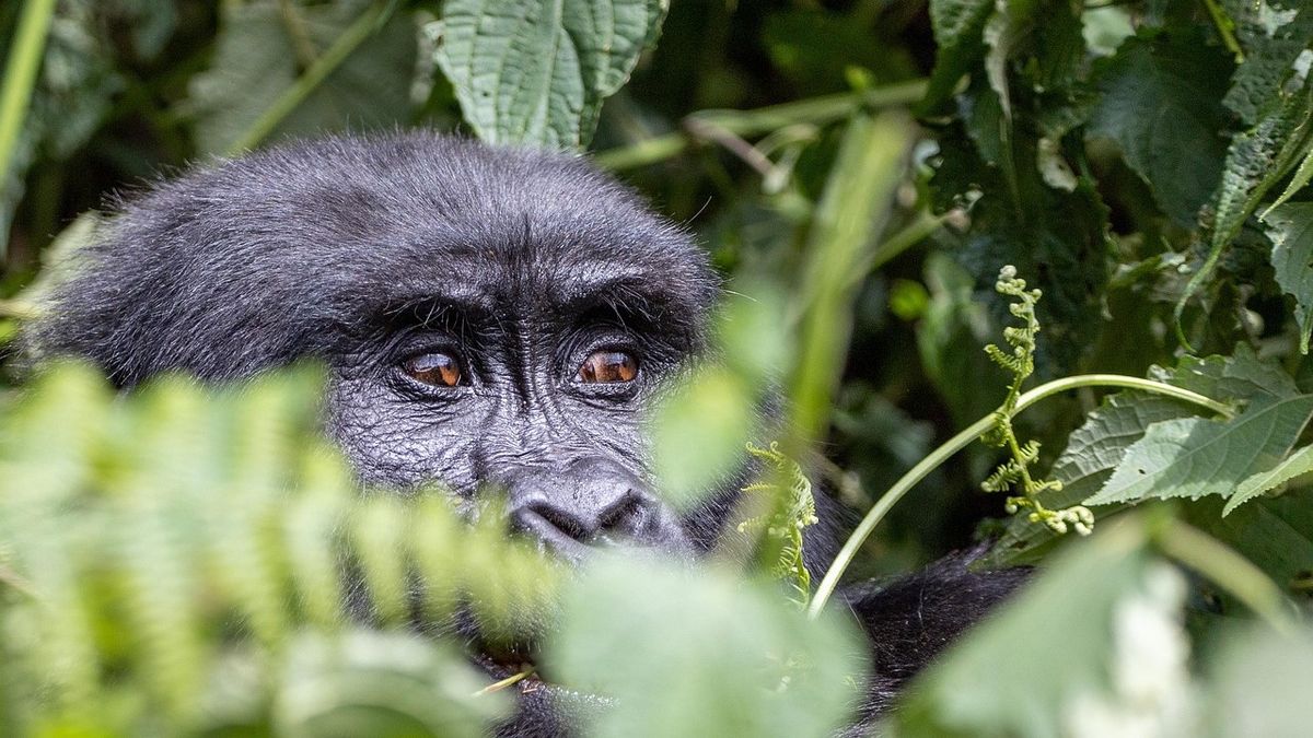 Gorilas en la selva, uno de los atractivos naturales de Uganda.