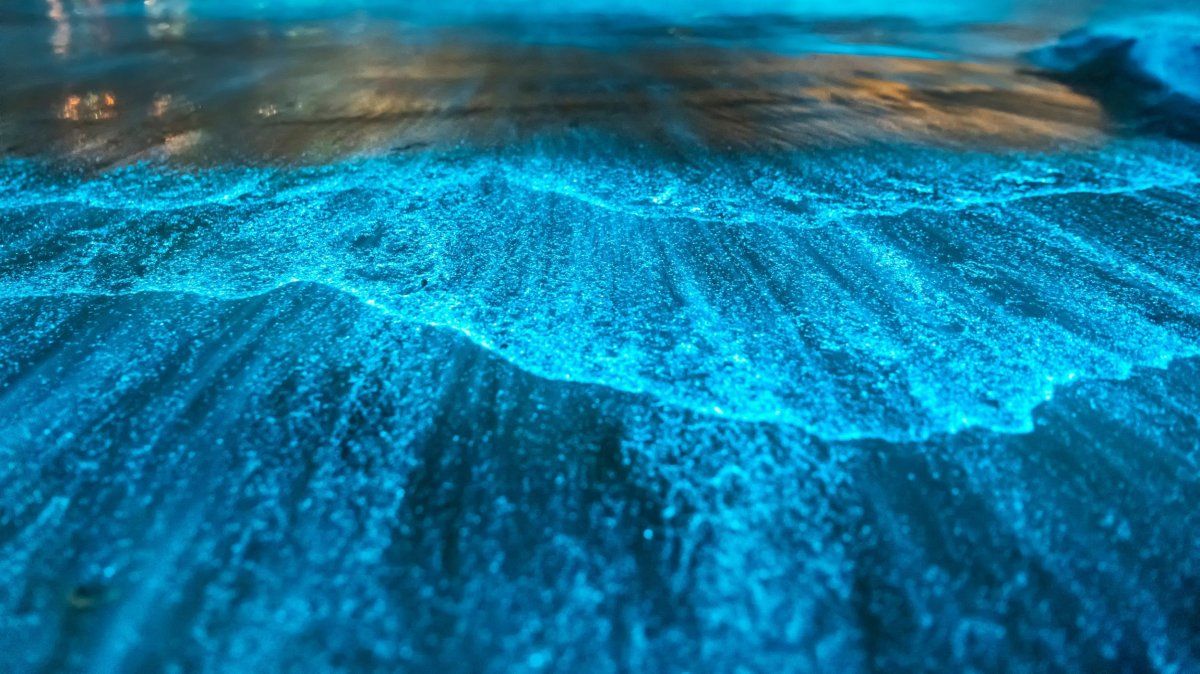 Vacaciones 2025 en Puerto Rico: Bahía Mosquito fue reconocida la bahía bioluminiscente más brillante del mundo. Vacaciones 2025 en Puerto Rico: Bahía Mosquito fue reconocida la bahía bioluminiscente más brillante del mundo.