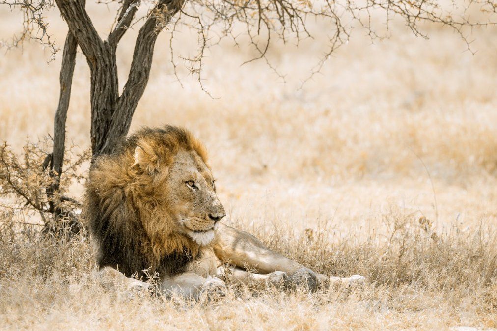 Los leones descansan placidamente en la sabana sudafricana.