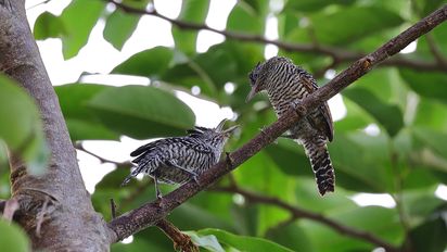 Perú consiguió el segundo lugar en Global Big Day, el mayor evento de avistamiento de aves del planeta.