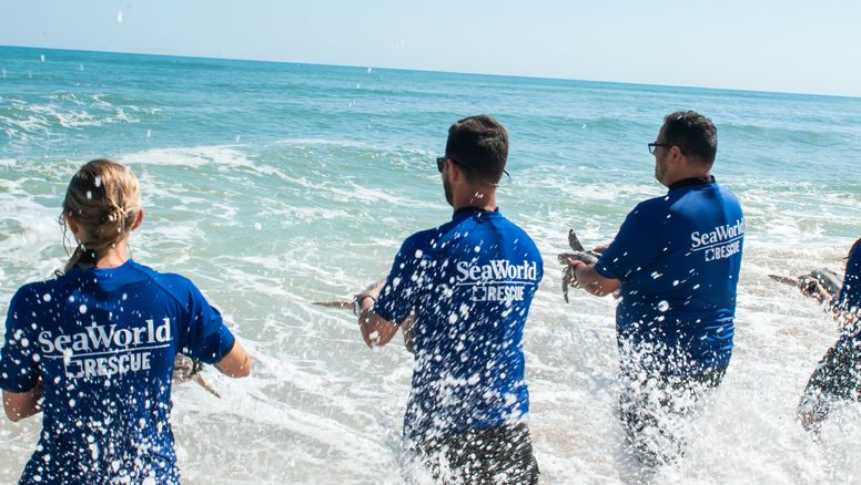 El equipo de especialistas de SeaWorld ha cuidado de animales por más de cinco décadas y toda la experiencia adquirida es compartida con otros acuarios y zoológicos alrededor del mundo.