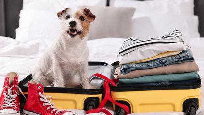 Viajar con mascotas requiere preparación para garantizar su comodidad durante el trayecto.