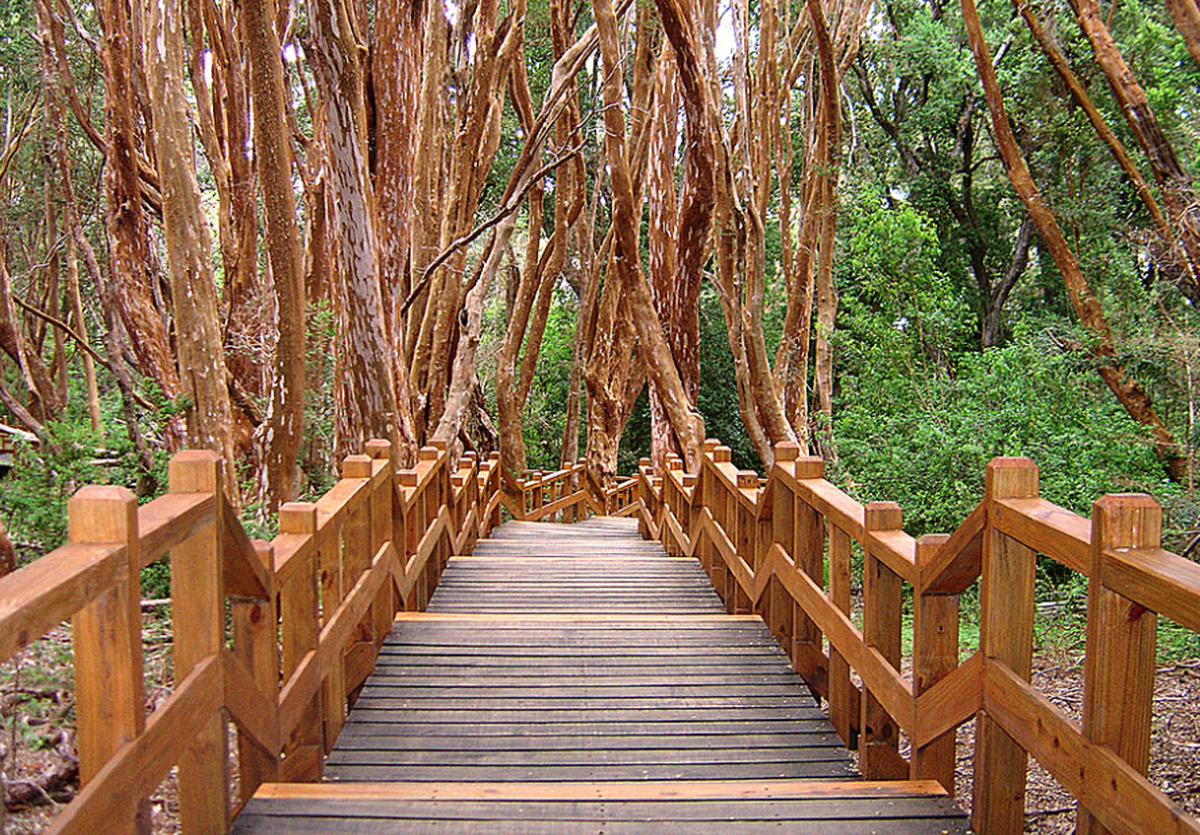 El sendero del Parque Nacional Arrayanes recorre toda la Península de Quetrihué y ofrece paisajes del bosque y vistas panorámicas del Lago Nahuel Huapi.