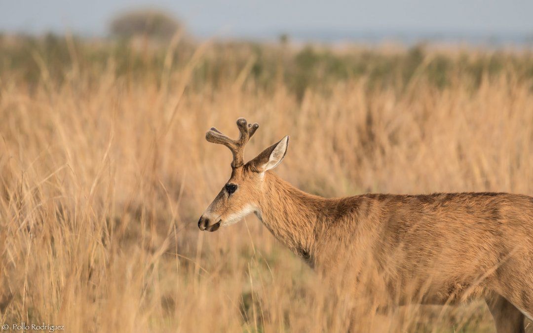 En Temaikèn se puede conocer todo tipo de animales y descubrir la naturaleza.