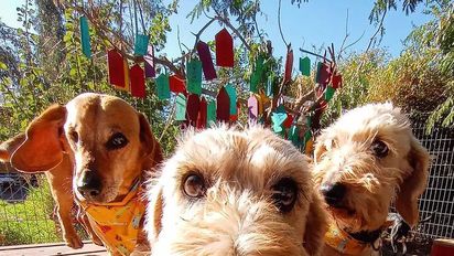 Para quienes no deseen viajar con perros, existen opciones para dejarlos en manos de profesionales.