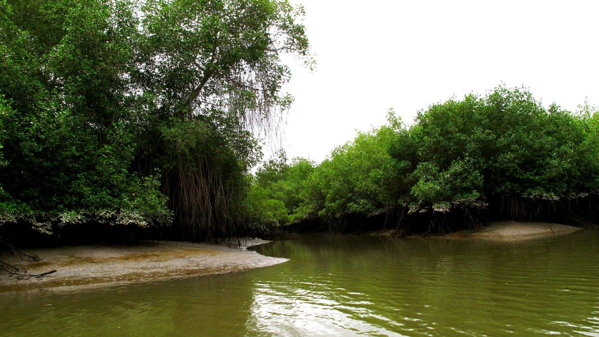 Reserva Ecológica Manglares Churute, pronto será Patrimonio Mundial de la UNESCO.