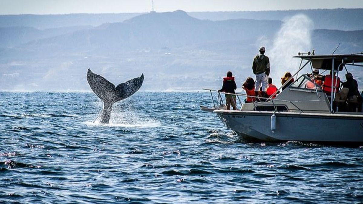 Turistas nacionales e internacionales visitan Piura y Tumbes para el avistamiento de ballenas. 