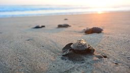 Grupo Piñero se ha comprometido con la conservación de tortugas marinas en México y República Dominicana.  