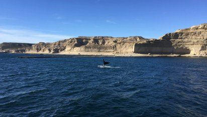 Descubrí Puerto Pirámides, un lugar espectacular para conocer a las ballenas