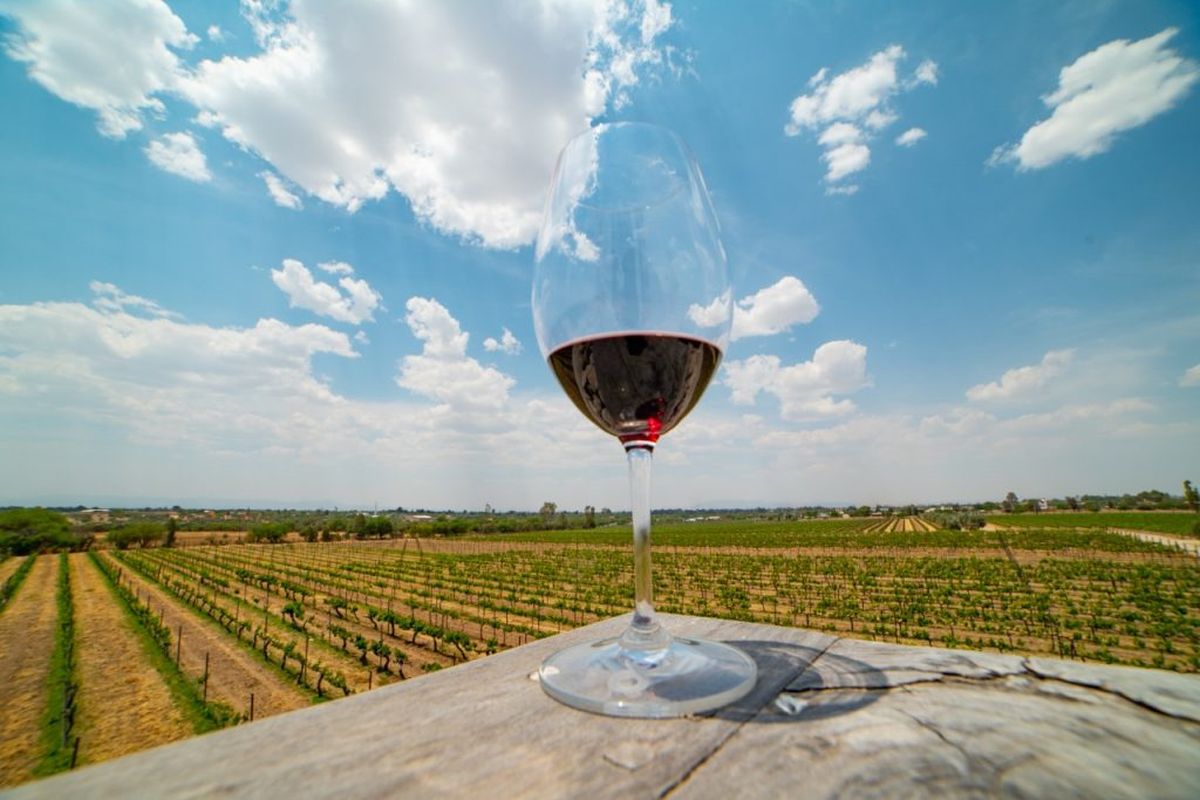 Estas vacaciones de verano disfruta de las vendimias en el estado de Guanajuato.