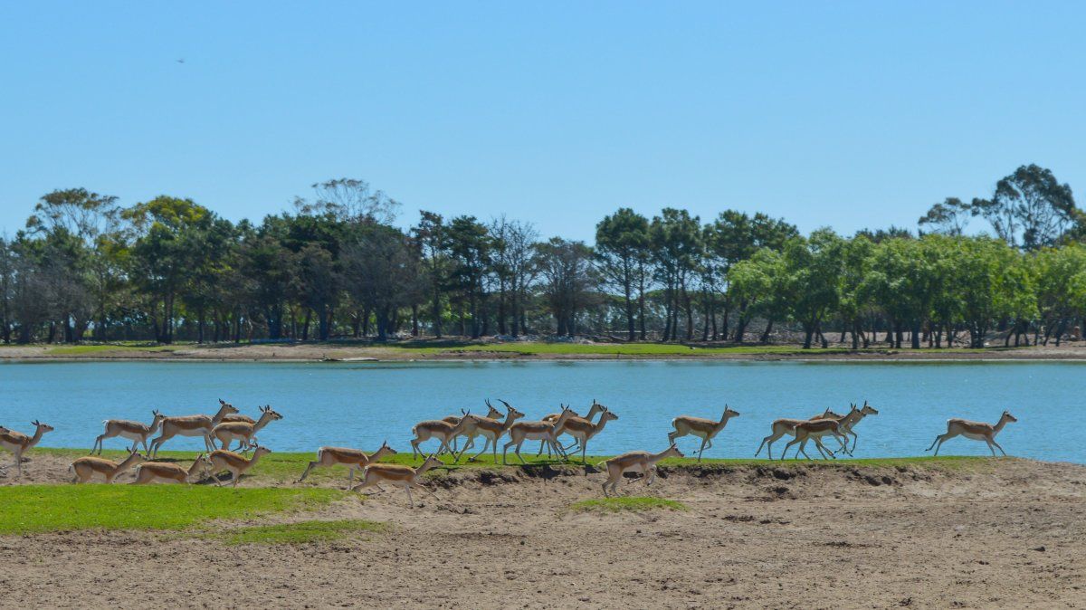 Vacaciones de invierno 2025: Mundo Marino propone un Safari Terrestres, en sus 25 hectáreas de área abierta.