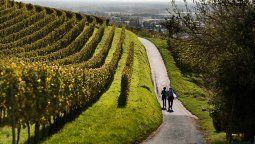 Alemania posee una de las mas sofisticadas propuestas de turismo referido a vinos, especialmente blancos.