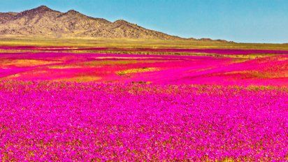 Se adelantó el Desierto Florido en Atacama en este 2024