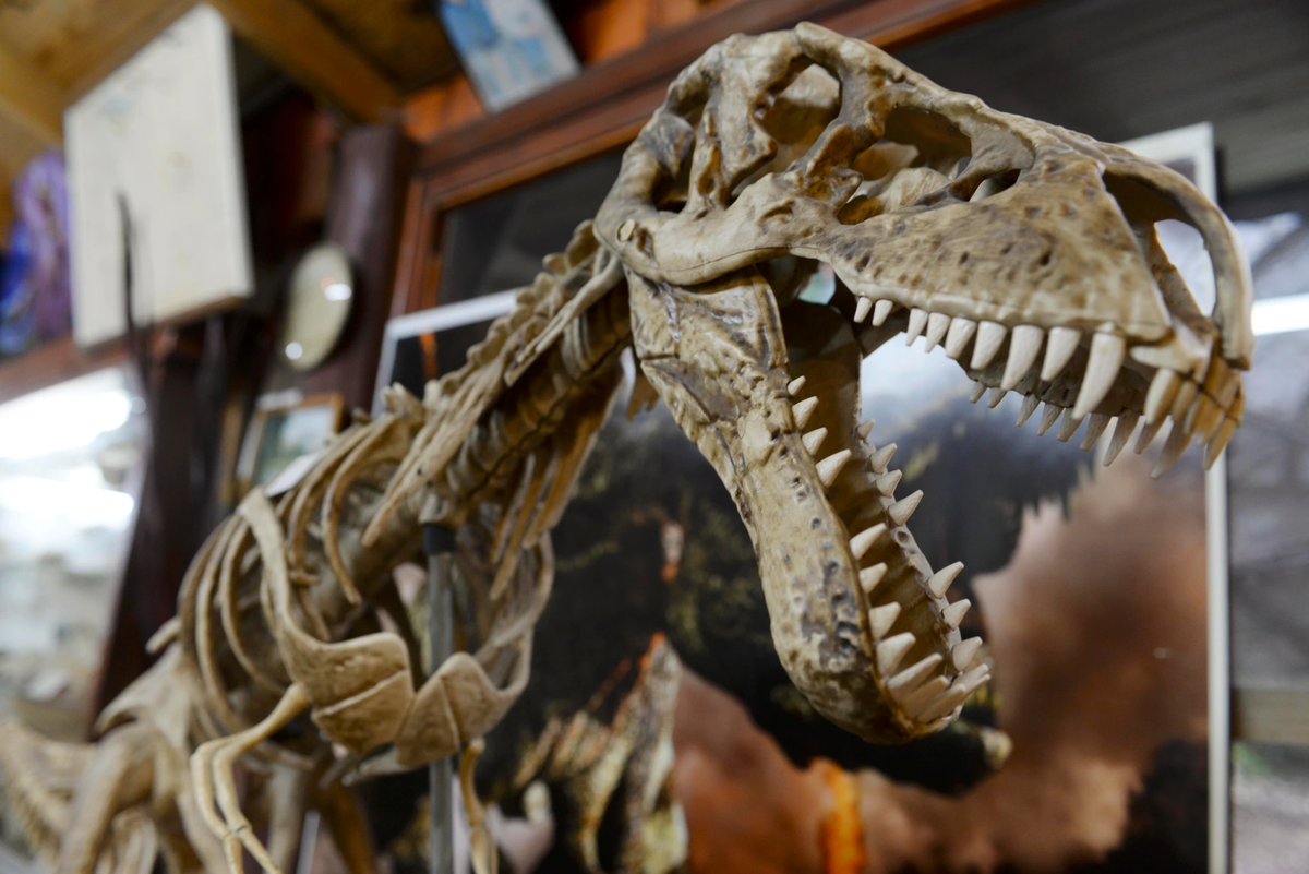 En el Museo Paleontológico de Bariloche se puede apreciar un perezoso terrestre de 5 m. de longitud y seis toneladas de peso que se encontró en la costa del lago Nahuel Huapi.