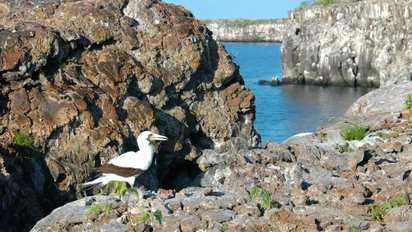 Galápagos: posible reapertura en zona de Isla Genovesa