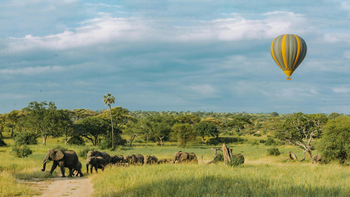 Vive los safaris en África de una manera diferente con estas opciones que los volverán una experiencia inigualable.