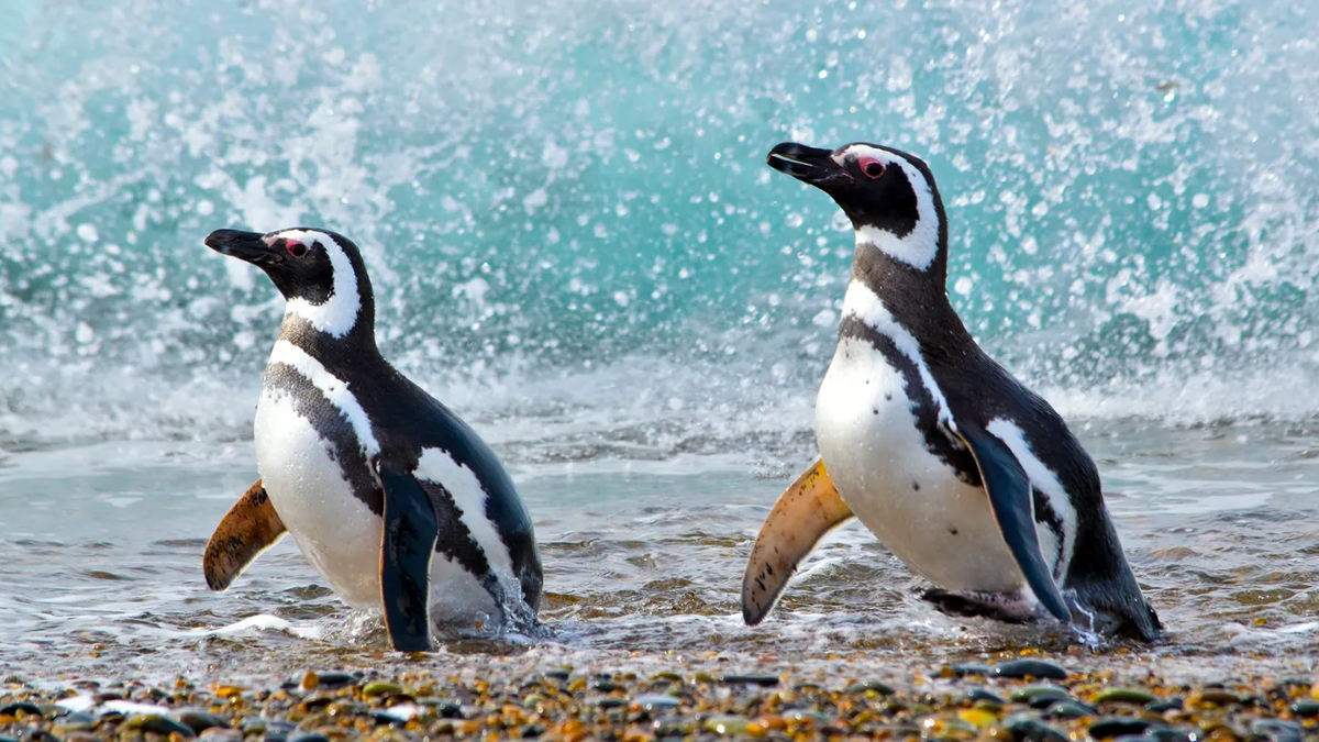 Tras días de tensión, reabren los accesos a la&nbsp;Pingüinera&nbsp;en&nbsp;Península Valdés, en&nbsp;Chubut.