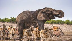 Muchos lodges en África ofrecen instalaciones de lujo en un entorno natural extraordinario.