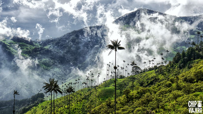 Valle del Cocora, Quindío.
