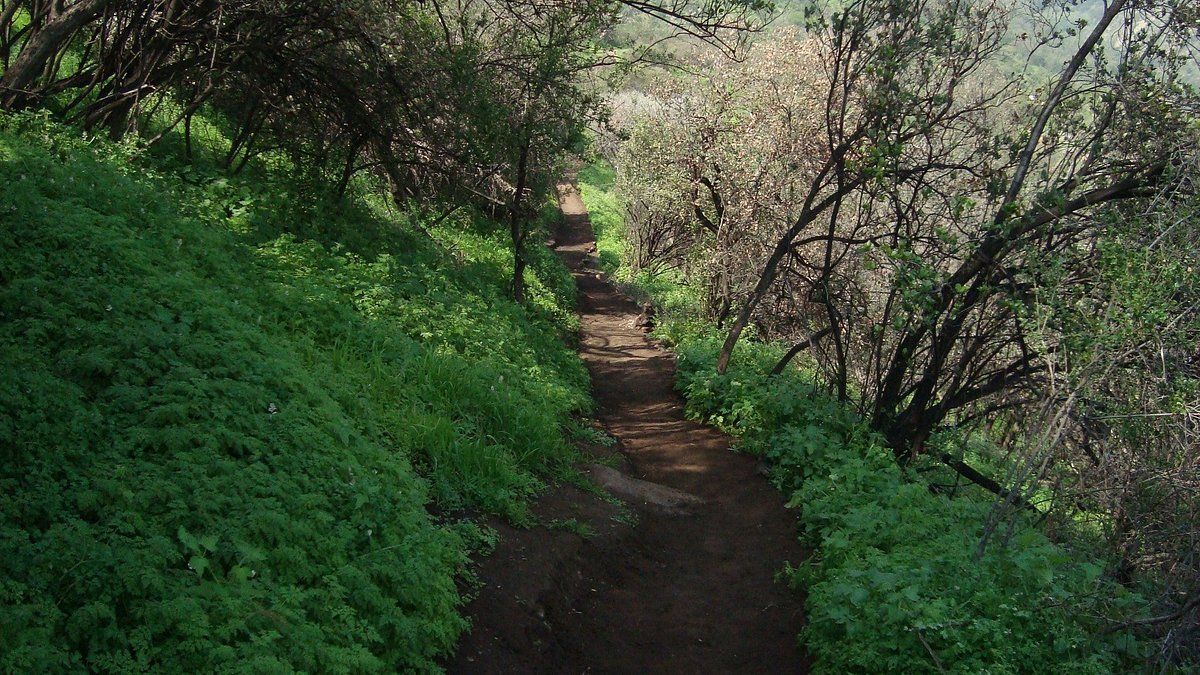 Escapadas. Sendero El Peumo del Parque Natural Aguas de Ramón.