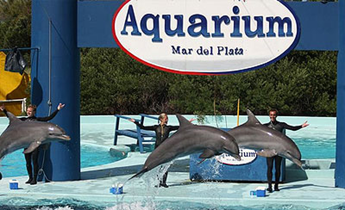 Durante una visita a Aquarium se podrán vivir experiencias de inmersión haciendo de las vacaciones de verano 2023 algo inolvidable.