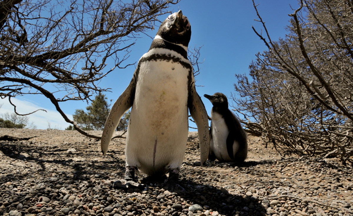 Se presenta Trelew con los pingüinos en Tombo durante la temporada 2022 y 2023. 