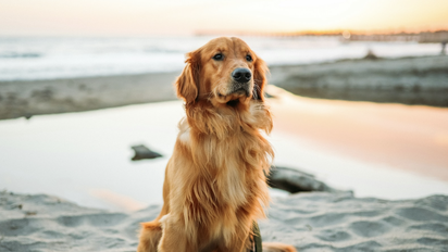 ¿Cuales son los mejores planes y actividades al aire libre para perros?