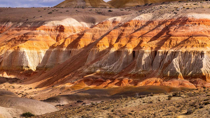El bosque de la Patagonia con más de 65 millones de años