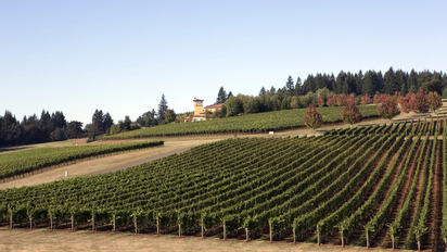 Estos viñedos en Estados Unidos brindan distintas actvidades para los visitantes.