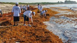 El Caribe, ante una oportunidad: convertir el sargazo en SAF.&nbsp;