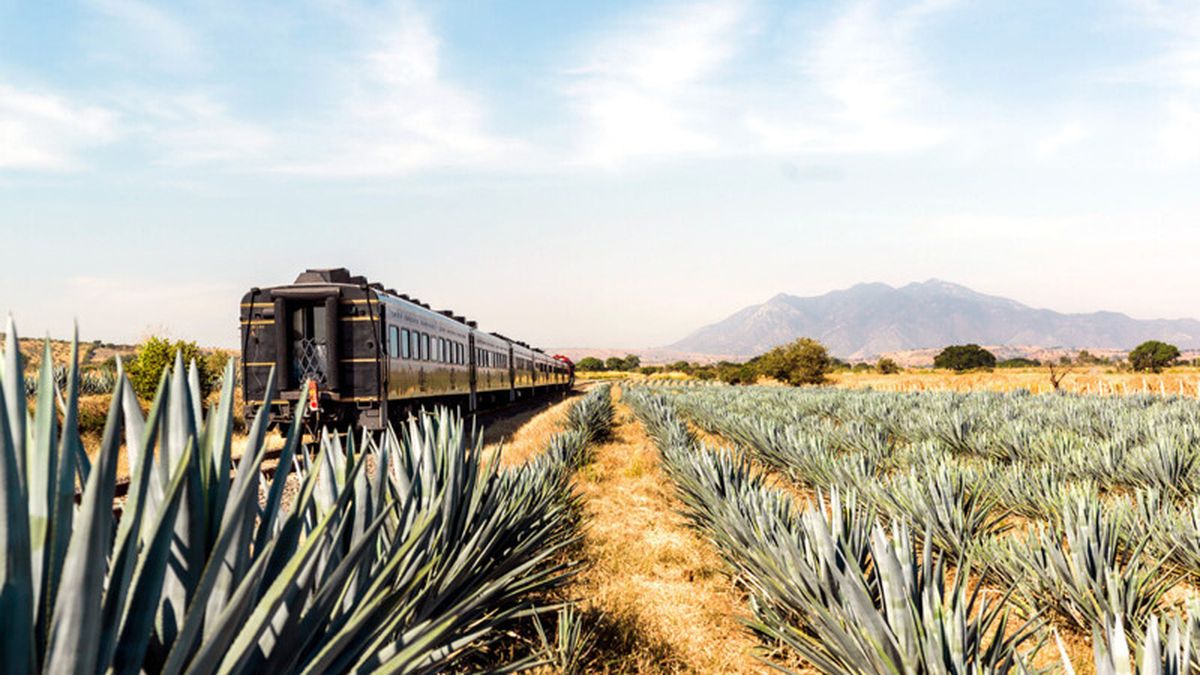 Disfruta el recorrido de Guadalajara a Tequila a bordo del Tren José Cuervo Express. 