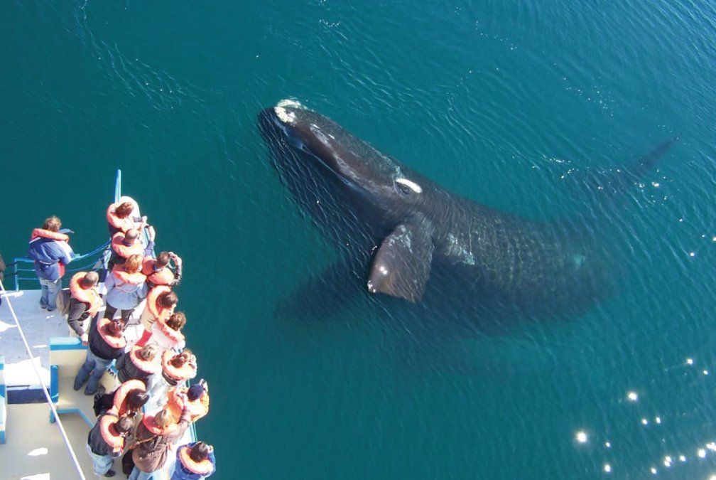 La excursión para ver a las ballenas es una de las más populares en Puerto Madryn.