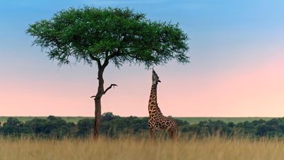 Vacaciones en África: descubrí Kenia con safari completo y playas de ensueño