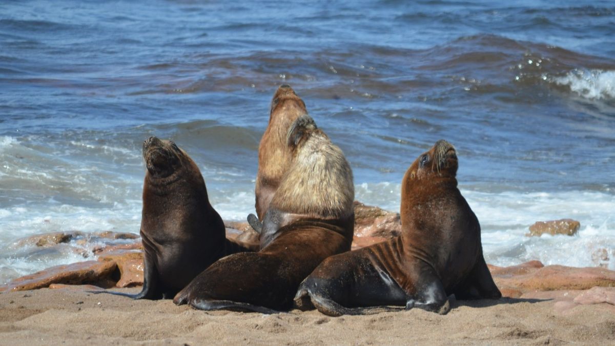 La rica fauna marina de Río Negro invita a disfrutar de la naturaleza.