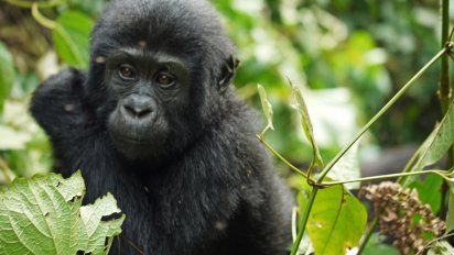 Se agrandó la familia: en Uganda, África, nacieron cinco gorilas de montaña.