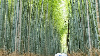 Japón: ¿Cómo es el bosque de bambú cerca de Kioto?