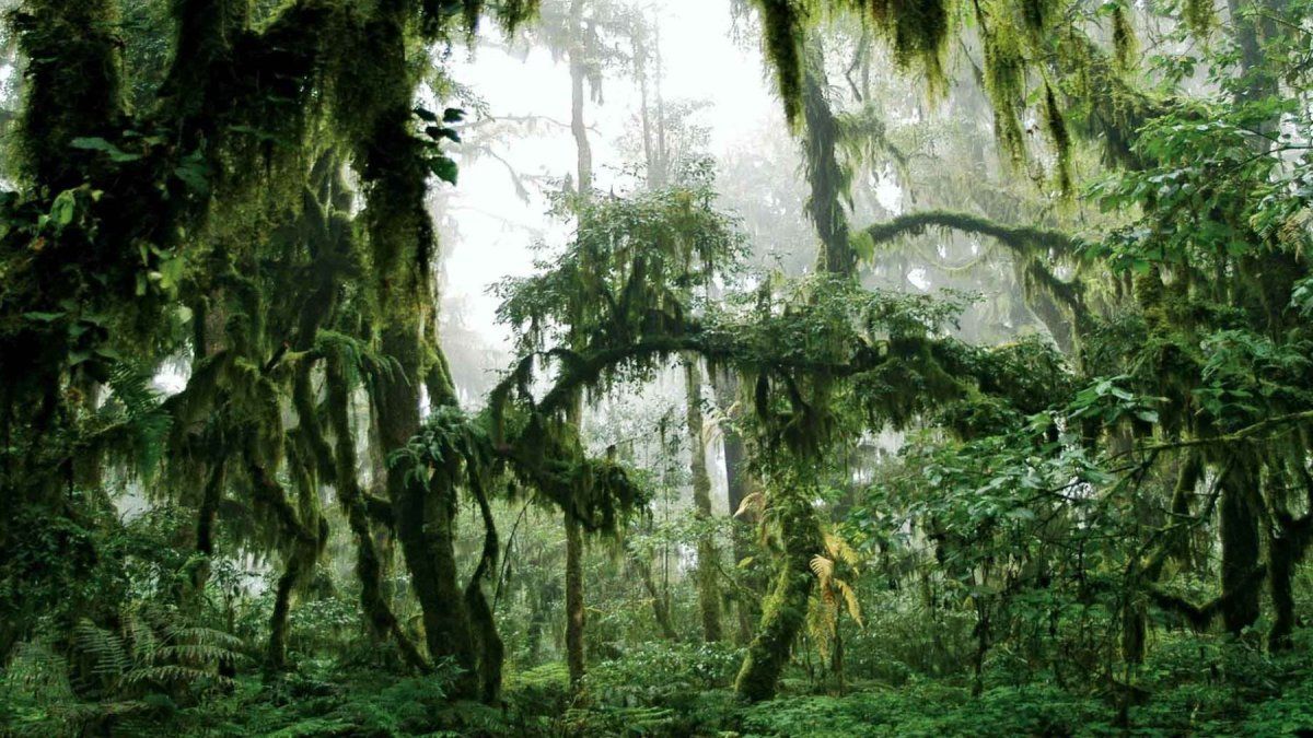 Las yungas de Jujuy integran el la Reserva de Biósfera de Yungas.
