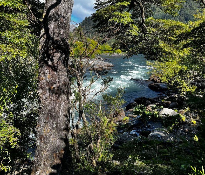 Baños de Bosque en Pucón: Bosque Armonía realiza la experiencia en el sector de Quetroleufu, a orillas del río Trancura.